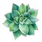 Watercolor Succulent, botanical illustration, green echeveria