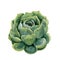 Watercolor succulent. Hand drawn illustration on white background. For design, textile and background. Realistic botanical