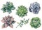 Watercolor succulents set. Hand painted green, violet, pink cacti isolated on white background. Botanical illustratio