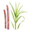 Watercolor sugar cane plants. Set of two stems and separate big branch with leaves. Collection with design elements