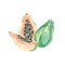 Watercolor summer exotic fruits papaya. Hand painted tropical illustartion for the template, stories hightlights design.