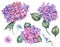 Watercolor Summer Floral Set of Vintage Blooming Hydrangea