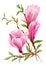 Watercolor Summer Garden Blooming Magnolia Flower on White Background.
