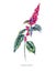 Watercolor summer medicinal flowers, Amaranth plant