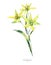Watercolor summer medicinal flowers, Gagea plant