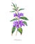 Watercolor summer medicinal flowers, Phlomis plant