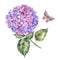 Watercolor summer pink hydrangea and butterflies