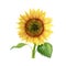 Watercolor sunflower isolated on white background. Hand drawn clipart.
