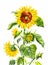 Watercolor sunflower. Vintage hand-drawn illustration isolated o