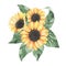 Watercolor sunflowers bouquet with green leaves isolated