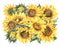 Watercolor sunflowers flowers summer vintage bouquet. Natural yellow floral greeting card