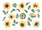 Watercolor sunflowers with green leaves isolated on white background