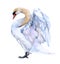 Watercolor swan  bird animal