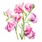 Watercolor Sweet Pea Blossoms: Pink, Graceful Curves, Realistic Color Schemes