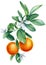 Watercolor tangerine branch with blooming, painted isolated fruit, Botanical painting on white background.