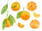 Watercolor tangerine set. Hand drawn botanical illustration of peeled mandarins, citrus fruits with leaves and slices. Clipart