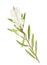 Watercolor tea tree branch with leaves and flower. Hand drawn botanical illustration of Melaleuca alternifolia. Green medicinal