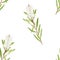 Watercolor tea tree leaves, flower seamless pattern. Hand drawn botanical illustration of Melaleuca. Green medicinal plant