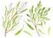 Watercolor tea tree leaves, flower set. Hand drawn botanical illustration of Melaleuca alternifolia. Green medicinal