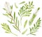 Watercolor tea tree leaves, flower set. Hand drawn botanical illustration of Melaleuca alternifolia. Green medicinal plant