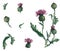 Watercolor thistle herb with individual illustration elements on a white background