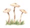 Watercolor Three Chanterelle Mushrooms on Meadow. Hand Drawn Cartoon Yellow Chanterelle Mushroom Set Isolated. Design Template,