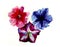 Watercolor three multi color petunias flower head