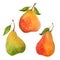 Watercolor three pears
