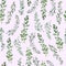 Watercolor Thyme pattern seamless, green rosemary decoration, craft label design bio food