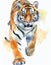 A watercolor tiger slowly approaching