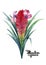 Watercolor tillandsia cyanea bouquet