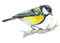 Watercolor tit bird sitting on branch, beautiful male little parus bird
