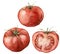 Watercolor tomato set. Hand painted food isolated on white background. Autumn harvest festival. Botanical illustration