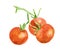 watercolor tomatoes.