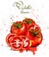 Watercolor tomatoes Vector. Delicious design with colorful stains handrawn