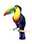 Watercolor toucan bird sitting on a branch