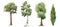 Watercolor tree forest oak fir birch, thuja linden baobab pine isolated illustrations