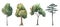 Watercolor tree forest oak fir birch, thuja linden baobab pine isolated illustrations