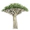 Watercolor trees isolated on white background. Hand drawn illustration of nature Africa.
