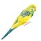 Watercolor tropical bird, budgie on a white background, botanical painting. Cute pet