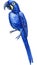 watercolor tropical bird, hyacinth macaw, blue parrot white isolated background, hand drawing