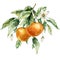 Watercolor tropical bouquet of ripe oranges, leaves, buds and flowers. Hand painted branch of fresh fruits isolated on