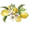 Watercolor tropical card of flowers and ripe lemons. Hand painted branch of fresh fruits and leaves isolated on white