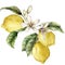 Watercolor tropical card of flowers, ripe lemons and leaves. Hand painted branch of fresh fruits isolated on white