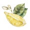 Watercolor tropical card of ripe lemons, leaves and buds. Hand painted branch of fresh fruits and leaves isolated on