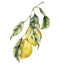 Watercolor tropical card of ripe lemons and leaves. Hand painted branch of fresh fruits isolated on white background