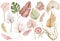 Watercolor tropical clipart with palm leaves, protea and anthurium flowers, dried grass. Exotic set