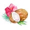 Watercolor tropical exotic coconut fruit with pink flower