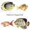 Watercolor tropical fish set. Hand painted Royal angelfish, Butterflyfish, Sea goldie and Clownfish isolated on white