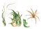 Watercolor tropical leaves. Air plant Tillandsia botanical illustration. Succulent terrarium plants